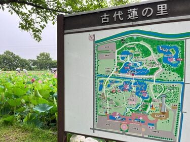 太古の眠りからの目覚め「12万株のハスの大輪が見頃」＆田んぼアートも