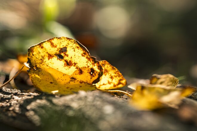 【自然観察】香りも楽しめる黄葉！「秋風に漂う、お菓子のような甘い匂いの正体」 2025年の画像003