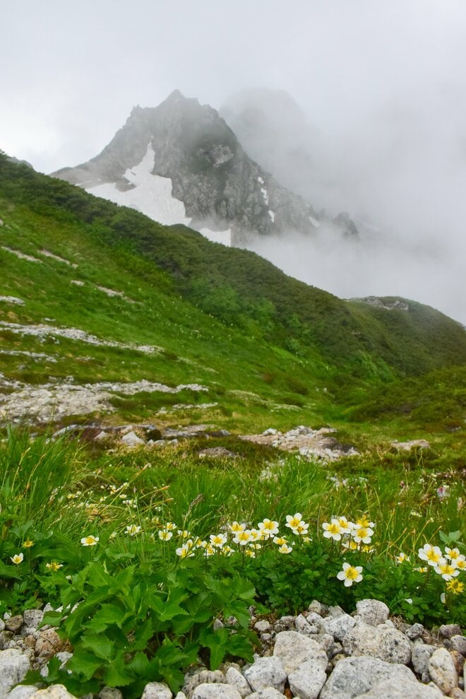 梅雨に逆戻り！？ 高山植物を愛でる山歩き！ ニッコウキスゲ咲き乱れる北アルプス・唐松岳〈長野県〉2022年の画像016