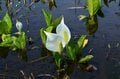 “春の妙高高原”  推しスポットは水芭蕉群生地「いもり池」・ 雪解けで水量爆増「苗名滝」・ 野趣あふれる露天「黄金の湯」【新潟県】の画像002