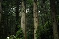 【まるで異世界への入口】映画『蛍火の杜へ』や『るろうに剣心』の舞台となった聖地「上色見熊野座神社」に行くなら“雨の日が断然おすすめ”の画像008