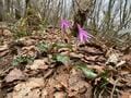 「お花見ハイキング」4月から5月に見ごろを迎える花々が美しい「春の低山」5選！  国指定名勝や穴場も【東北編】の画像003