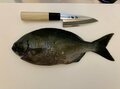磯釣り「外道中の外道」！  不名誉すぎる異名の「嫌われ魚」イスズミを「3種の調理法で食べてみた結果」とは？の画像003