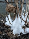冬に開く“氷の花”！ 「霜柱」ではない「シモバシラ」を探しに初冬の高尾山へ【最後の最後に出会えた氷の芸術品“氷華”】東京都・2023年の画像003