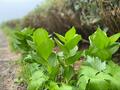 これだけは覚えたい「高山植物」11選！ 「よく見かける＆特徴的な色・形」記憶に残りやすい花！【知ると登山がより楽しくなる】の画像006