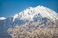 白銀の北アルプスに春の風物詩が出現！ お花見とセットで楽しめる“雪形”探し 【長野県 2024年】の画像007