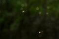 【渓流釣り】山地渓流で大物がロッドを絞る！  35cmのネットから余裕ではみ出す魚体「でも、どこか複雑な心境」  長野県｜2026年の画像004