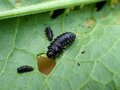 春の訪れを告げる「キラキラ輝く青い虫」の探し方【あなたのすぐそばにいる「季節の虫」の探し方 vol.3】の画像006