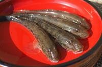 市場になかなか出回らない秋の味覚！  絶品天丼をいただく「ハゼ釣り」3時間でマハゼ＆ウロハゼ24匹！  実釣レポート【茨城県・涸沼川】