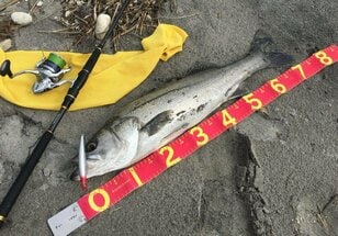 【保存版】「超入門」シーバスフィッシング！「最初の一匹」をルアーで釣ろう！【始め方・タックル・ルアーを解説】