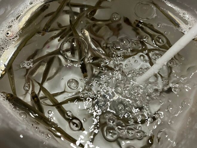 氷上やドーム船以外でも楽しめる「ワカサギ釣り」 岸・桟橋・ボートから＆専用タックルでなくても釣れる「基本とコツ」解説！の画像004