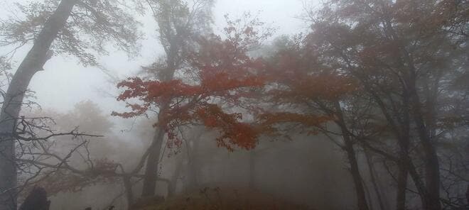 【奥多摩の秋登山】鷹ノ巣山・六ツ石山を巡る石尾根縦走ルート「紅葉と霧、時々展望」に “山深さ” 感じるロングハイキングの画像005