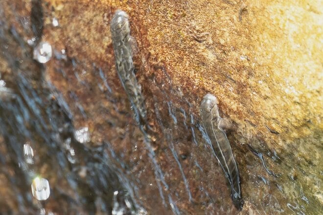 「滝の垂直壁をグイグイ登る “渓流のクライマー”」 オーバーハングも乗り越える小さなハゼの大きな挑戦に思わず胸キュン！  和歌山県｜2026年の画像006