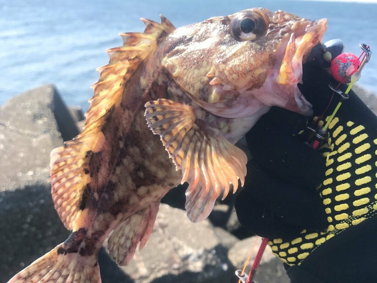 冬でも簡単に釣れるけど ニッポンの釣り の重大事態 カサゴ問題 と徹底するべき リリース条件 とは 概要 アクティビティ ニュース Bravo Mountain 冬でも簡単に釣れるけど ニッポンの釣り の重大事態 カサゴ問題 と徹底するべき リリース条件 とは 概要 アクティビティ ニュース Bravo Mountain