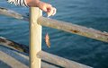 野生のウサギが500匹！  テントでも泊まれる「無人のウサギ島」広島・大久野島での「見たことのない光景」【画像】の画像007