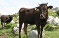 四国在住ライターが教える「未開拓」観光地！「四国カルスト」で大自然を感じる「プラネタリウム・牧場・バーベキュー」の魅力とは？の画像002