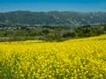 【ゴールデンウィーク】菜の花畑、見頃です！ 「春の北信濃に広がる黄色い海」絶景3選【長野県飯山市】2024年の画像004