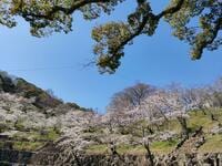 「桜と海」絶景の「瀬戸内コラボ」スポット多数！　香川県「お花見ハイキング」四国移住6年目ライター厳選「庭園・山頂・高台」3つの名所