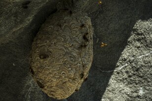 日本の秋はスズメバチの季節！ 「刺されないために・準備と行動が大切」絶滅危惧種のチャイロスズメバチにも要注意・2022年