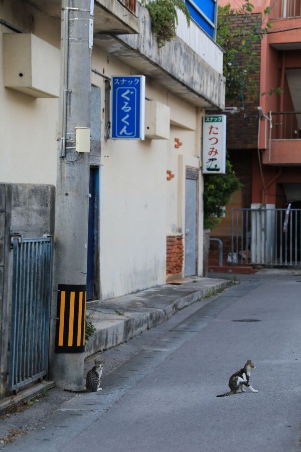 “さくらねこ” 発祥の島で【琉球島猫百景 vol.06　石垣島〈1〉】の画像006