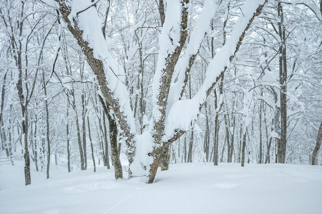 深雪たっぷり！ “いい湯だな～” ディープパウダーを存分に味わう「首まで浸かる雪風呂はいかが！？」 一瞬を切り取るバックカントリーフォトツアーに参戦してみた 【長野県】2026年の画像003