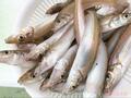 ビギナー釣り女子も体験！  初めて釣りに行くなら「船の小物釣り」をオススメしたい「5つの理由」の画像001