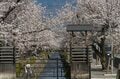 昼と夜は別世界！ 日常を忘れる石和温泉の「さくら温泉通り」の桜並木が圧巻！  山梨県笛吹市・2022年の画像002