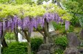 花より団子？ いや、どっちも満喫！「亀戸天神」藤の花 雅な紫に彩られた幻想的な世界へ【東京都・江東区】の画像006