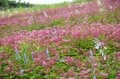 紅葉シーズン最盛期間近！「白馬五竜高山植物園」 一足早い秋の高原を彩る国内外の“高山植物の競演”に酔うの画像004