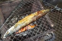 【豊漁の今年は美味しくいただきたい】新提案「サンマ」の炭火焼「網につかない＆皮も身も崩れない」方法！  キャンプ・BBQで失敗しない裏ワザ