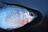 大きいのはNG！ “世界最小の釣り物”「タナゴ」釣り！ あこがれの魚体「1円玉サイズ」狙いの釣果とは！？ 都心から90分「激アツ」現地レポの画像001