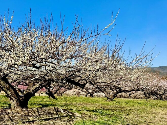 いよいよ見ごろ！ “春の目覚め”迎える「秋間梅林」での観梅体験！  2月28日から「食べ歩きチケット」販売開始＆幻想的「週末ナイトウォーク」も開催中【群馬県安中市】の画像003