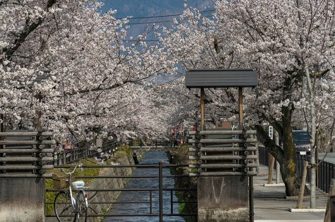 昼と夜は別世界！ 日常を忘れる石和温泉の「さくら温泉通り」の桜並木が圧巻！  山梨県笛吹市・2022年の画像002