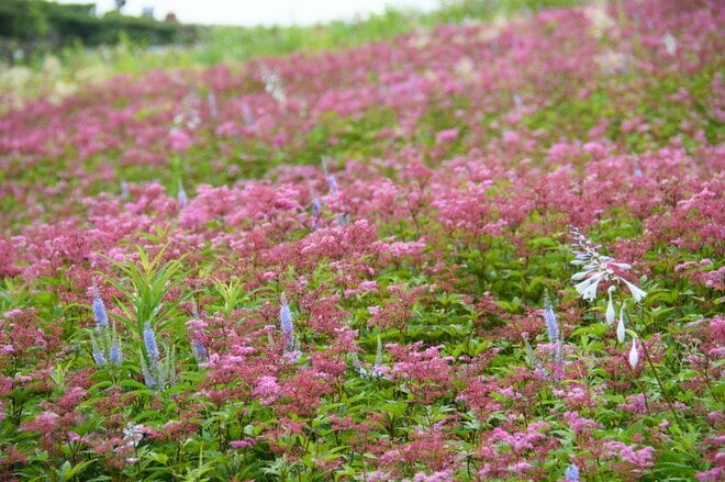 紅葉シーズン最盛期間近！「白馬五竜高山植物園」 一足早い秋の高原を彩る国内外の“高山植物の競演”に酔うの画像004