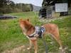 【愛犬と登山を楽しみたい】目標「岩木山」前に軽く練習のつもりが「まさか…」 中高年・犬と一緒の山歩きで気を付けたいこと「実体験レポ」