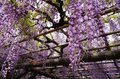 花より団子？ いや、どっちも満喫！「亀戸天神」藤の花 雅な紫に彩られた幻想的な世界へ【東京都・江東区】の画像010