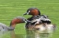 「赤ちゃんをおんぶする水鳥」 激萌え赤ちゃんに胸キュン！  都市公園の池でイクメンも大奮闘  2024年【東京都】の画像009