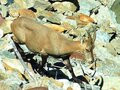 「この先の景色が見たい！」2日がかりで歩いたコースでアルプスの野生動物とも遭遇！【ブーツの国の街角で「モンブラン・トレイル・コース」イタリア／ヴァッレ・ダオスタ州】の画像008
