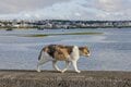 北谷の国際色豊かなビーチサイドで暮らす島猫たちに、ちむどんどん！？「沖縄アメリカ村のボーダーレスキャッツ」【琉球島猫百景 vol.14／沖縄県北谷町】の画像004