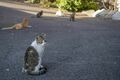 アート、ときどき島猫。直島・犬島・小豆島【「瀬戸内トリエンニャーレな旅（後編）」琉球島猫百景 vol.22〈特別編〉】の画像011