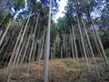 春が見ごろ「ミツマタ」山腹に広がる群生地「黄色い世界」の絶景！  苔むす神秘の神社も幻想的「愛宕山」ハイキング【兵庫県丹波篠山市】の画像010