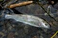 温泉とコロッケと鱒釣り「春の渓流釣りは温泉とセットで楽しむ！」 【川治温泉キャッチ＆リリースエリア】栃木県・2022年の画像008