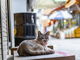 リニューアルされた今では懐かしい「那覇市第一牧志公設市場」風景……「マチグヮーは島猫ラビリンス」【琉球島猫百景 アーカイブ #12／沖縄県那覇市】