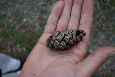 2ページ目 秋は ナチュラル着火剤 収穫のシーズン 焚き火に不可欠な自然の恵み をガンガン拾える 焚き火の話vol 11 キャンプ 焚き火の話 Bravo Mountain