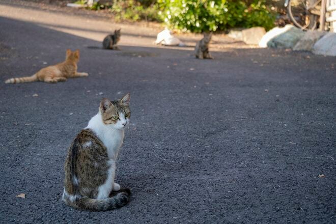 アート、ときどき島猫。直島・犬島・小豆島【「瀬戸内トリエンニャーレな旅（後編）」琉球島猫百景 vol.22〈特別編〉】の画像011