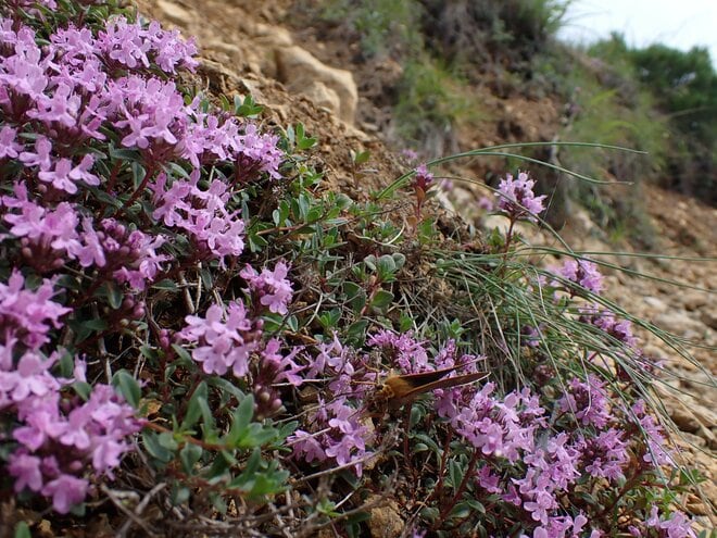 【北海道の山】花の名山として知られる日高「アポイ岳」は、夏の登山も魅力的！ 2025年・北海道の画像003