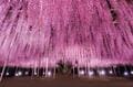 関東屈指「花の絶景スポット」2か所を1日でめぐる！  丘一面 “青の世界”「国営ひたち海浜公園」ネモフィラ＆ライトアップ「あしかがフラワーパーク」 藤の花の画像012