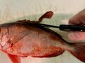 超便利！「切る・さばく・落とす」万能の「頑丈ハサミ」が釣り人の「最強ツール」である理由の画像005