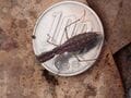日本最小のカマキリ「ヒナカマキリ」 顔はキュートだけど威風堂々！ “秘密兵器”を持ち込むも、出会いは意外な場所だった【三浦半島】2024年の画像009