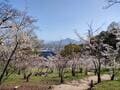 「桜と海」絶景の「瀬戸内コラボ」スポット多数！　香川県「お花見ハイキング」四国移住6年目ライター厳選「庭園・山頂・高台」3つの名所の画像007